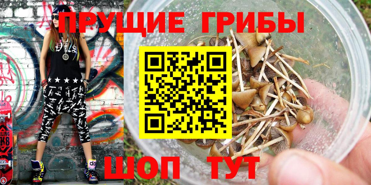 Псилоцибиновые грибы Psilocybe Сегежа